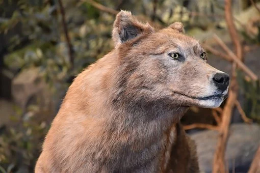 Red Wolf Names - Wolf Names