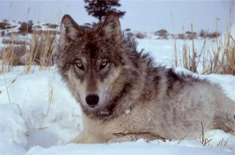 Top 10 Wolf Names with Meanings