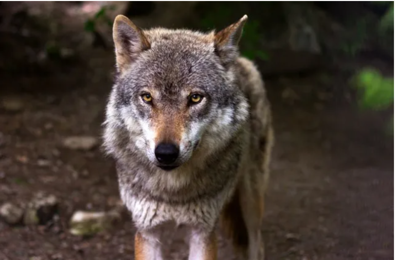 350+ Powerful Wolf Names & Meanings