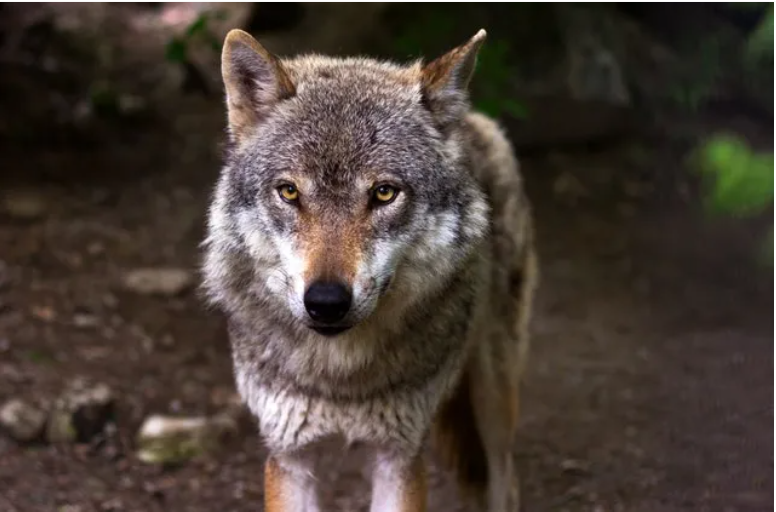 350-powerful-wolf-names-meanings-for-male-and-female