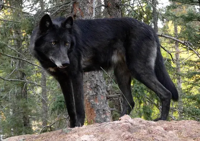 Black Wolf Names-Wolve Names