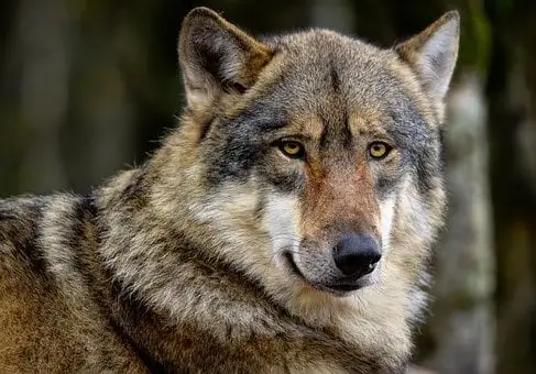 Black Wolf Personality