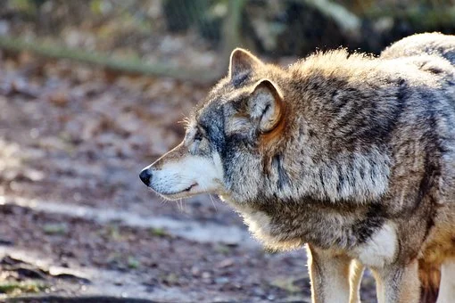 Can Human Kill a Wolf with bare hands?