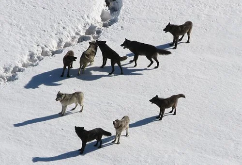 How many Wolves are in a Pack