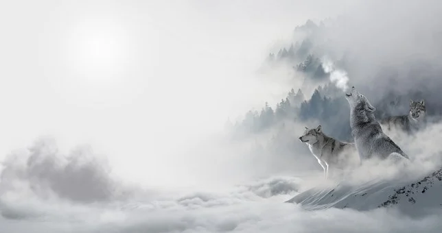 Interesting Facts About Arctic Wolves
