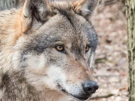 Interesting Facts About Red Wolves