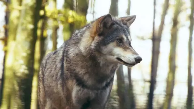 Largest Wolf Breed
