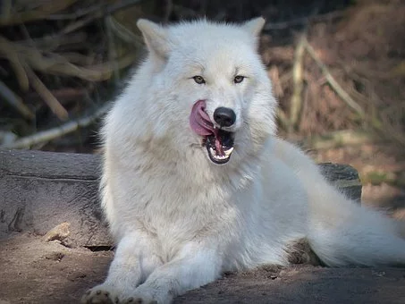 Weird Facts About Wolves