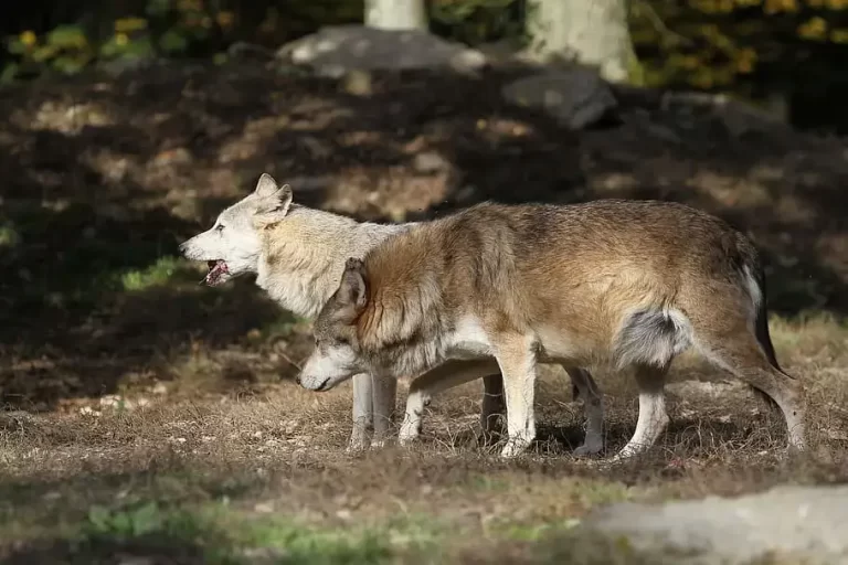 How Much Can a Wolf Eat in a Day?