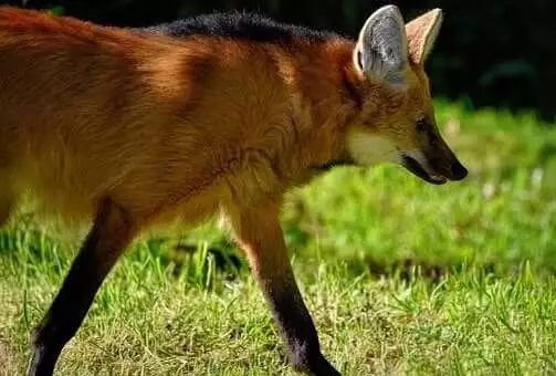 Maned Wolf Names