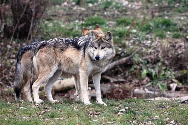 Mexican Wolf Names