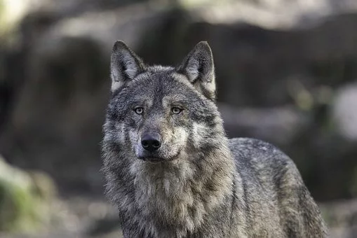 Western Wolf Names