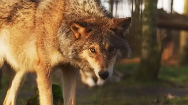 What Do Wolf Eat in the Wild