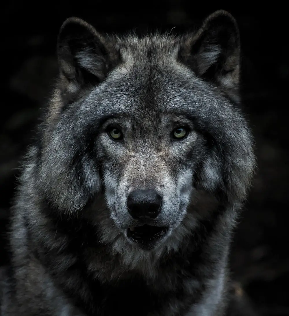 wolf-famous-tags-wolf-names